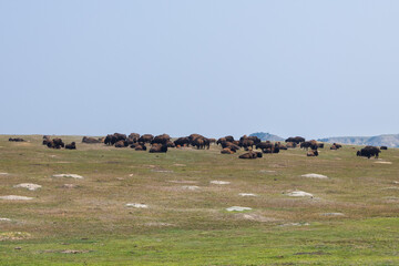 Bison herd at Theodore Roosevelt National Park, South Unit, North Dakota, USA