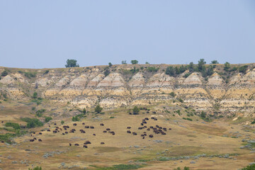 Bison herd at Theodore Roosevelt National Park, South Unit, North Dakota, USA
