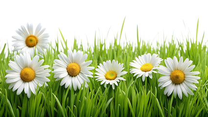 A row of delicate white daisies with yellow centers blooming in lush green grass isolated on transparent background