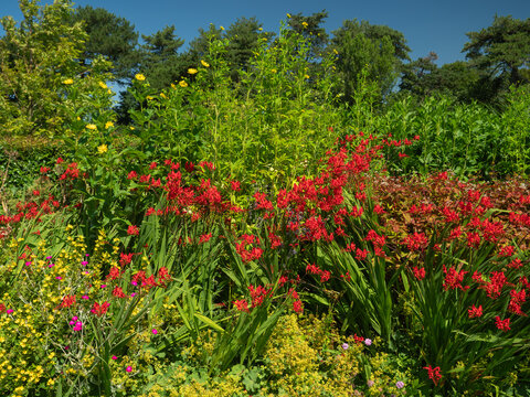 Flower border in a summer garden