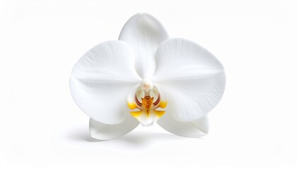 Orqu&iacute;dea blanca con centro amarillo vibrante y p&eacute;talos sim&eacute;tricos que se abren suavemente en forma equilibrada
