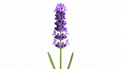 Obraz premium Tallo de lavanda con pequeñas flores moradas que ascienden simétricamente formando una espiga aromática y estética