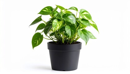 Obraz premium Planta decorativa de interior con hojas verdes ovaladas y tallo corto en maceta redonda oscura