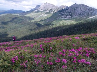 Fototapeta premium Flowers in the Mountains