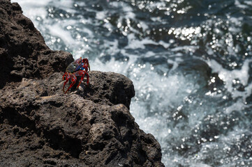 A crab basks in the sun on a rock on the ocean shore.