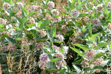Showy milkweed found on the side of the road.