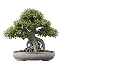 Lush Green Bonsai Tree in a Stone Pot Isolated on a Transparent Background
