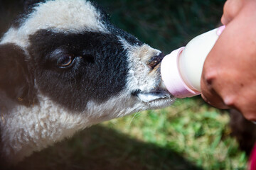 Close-up of a lamb drinking milk from a bottle