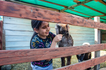 Primary school girl feeds lamb with straw behind fence