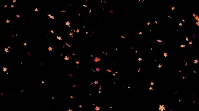 Autumn leaves falling against black background, Falling autumn leaves 4K animation video with a green screen background. Orange leaves flutter down fall season. falling autumn leaves.