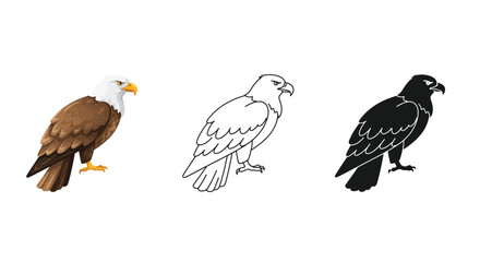 Bald Eagle Illustrations Color Line Art Silhouette