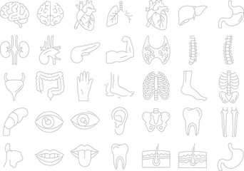 Medical Body Diagram Pack: Organs, Bones & Systems in Line Art Style | EPS + PNG