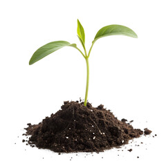 A small green plant with two leaves grows from dark soil. The background is black, emphasizing the plant's vibrant color and delicate structure.