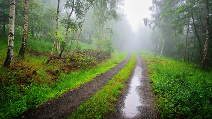 Misty Forest Road Track with Fresh Spring Foliage and Rain Puddles