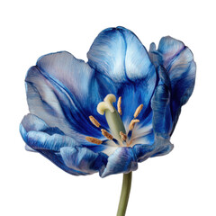 Blue flower with a yellow center