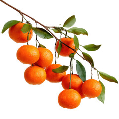 Bunch of oranges hanging from a tree branch