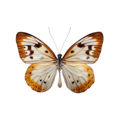 Butterfly with brown and white wings is resting on a white background