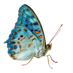 Blue butterfly with orange spots is flying in the air