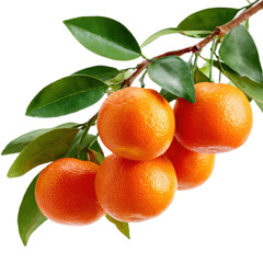 Bunch of oranges hanging from a tree branch