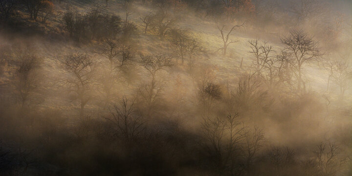 Misty Layers of Forest Trees Woodland in Fog Mist and Morning Sunshine Light Through