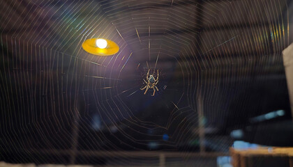 Spiders are making webs at home at night. Spiders and spider nests are in front of orange lamps....