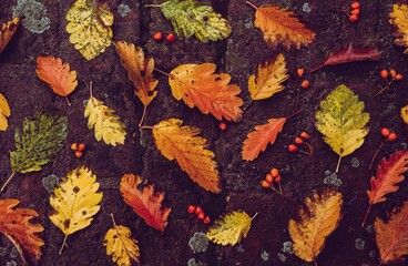 A dark background texture of fallen autumn oak leaves.