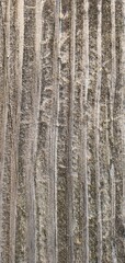 Oxidized Wood texture wood texture background