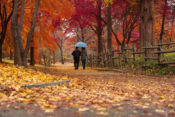 A person with an umbrella walking down a path in a beautiful autumn park.