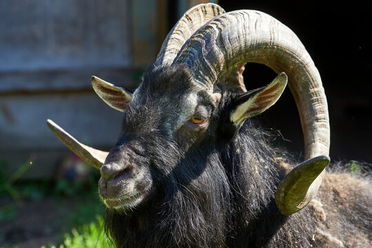 a large portrait of an Alpine goat with large rounded horns