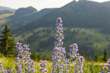 Violet Flowers Gently Swaying in the Wind with Green Mountain Background in Summer – Peaceful Nature Scene	
