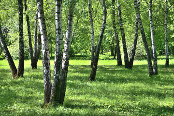 Birch grove on a sunny summer day