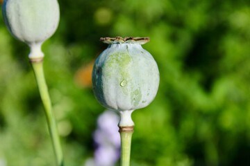 poppy seed head
