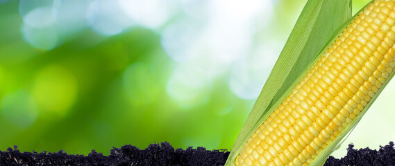 Bowl with corn seeds kernels and ripe sweet cobs on Green bokeh on nature blur background, harvest...