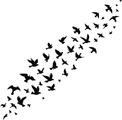 A diagonal flock of black birds in flight against a stark white background creating a sense of movement