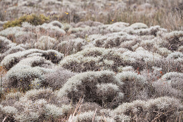 Close up of dry spiny plant growing in an arid landscape, creating a textured pattern against the...
