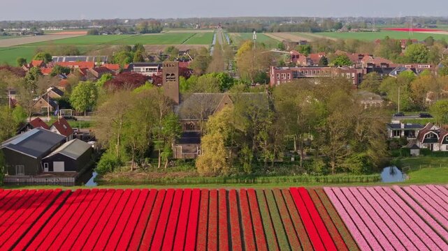 Aerial view of spring flower fields and village steeple in Stompetoren