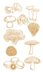  set of original illustrations of various mushrooms, hand-drawn in a minimalist style. Fungus illustrations for posters, cards, and graphic design.