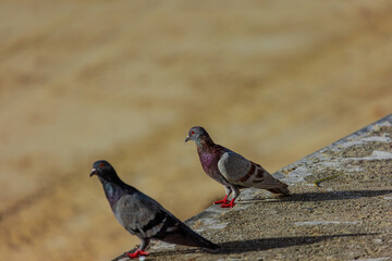 Pigeon Bird ion Patong Beach on beautiful island of Phuket Thailand