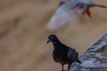 Pigeon Bird ion Patong Beach on beautiful island of Phuket Thailand