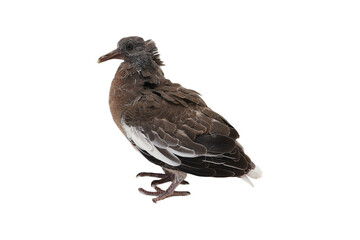 Young city pigeon isolated on a white background. Nest-leaver. Columba livia.