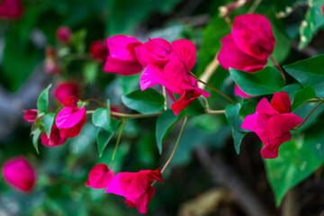 pink bougainvillea flowers close up	

