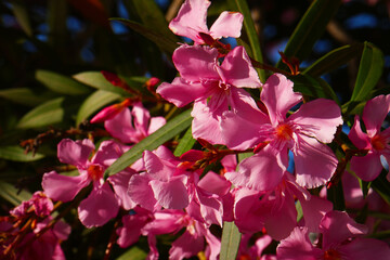 rosa blühender Oleander an einer Treppe in Istanbul