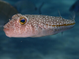  puffer fish underwater Mediterranean Torquigener flavimaculosus close  © underocean