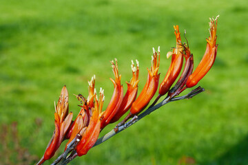 Neuseeland Flachs
