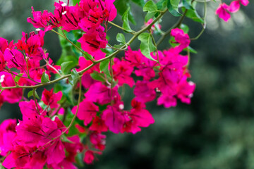 pink bougainvillea flowers close up	
