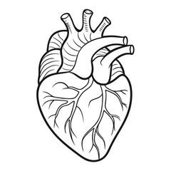 Stylized outline drawing of a human heart with visible arteries and veins