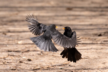 common blackbird males fight in fly on brown