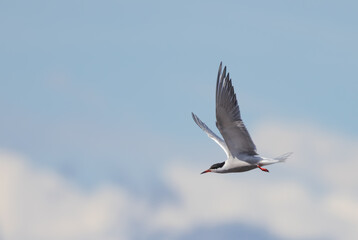 Sterna in flight on blue sky background