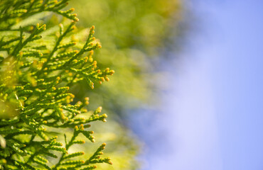 green and blue background from thuya branches and sky