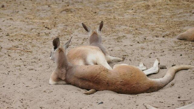 Two kangaroos lie relaxed on sandy ground, resting side by side in a calm and peaceful environment